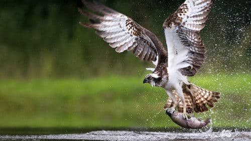 Osprey: Sea Raptor Bild 1