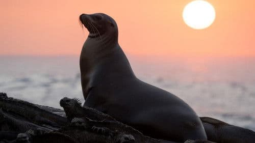 Seelöwen auf Galapagos Bild 3