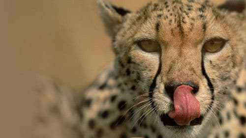 Deadly Instincts Bild 1