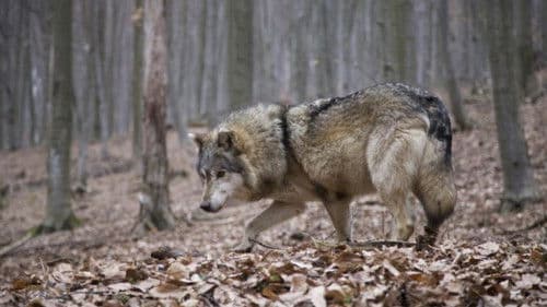 Ungezähmtes Rumänien Bild 5