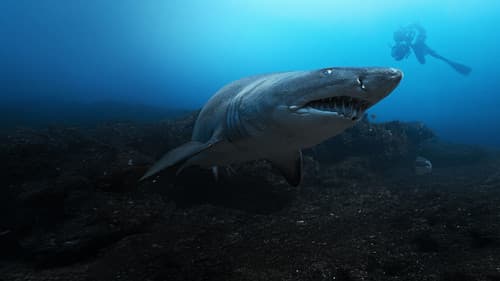 Haie hautnah mit Bertie Gregory Bild 4