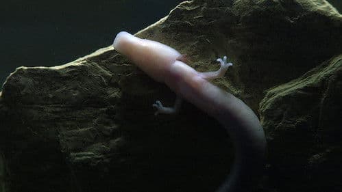 Voyage sous nos pieds Bild 2