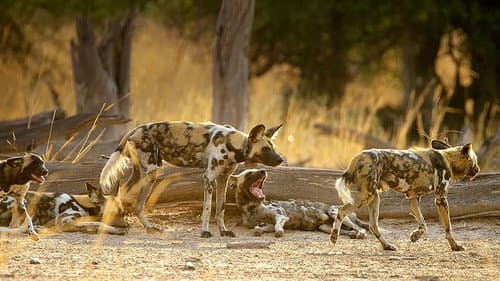 Wild Dogs: Running with the Pack Bild 2
