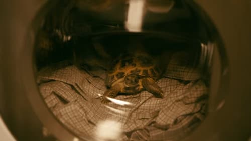 Mr. Hoppys Geheimnis Bild 8