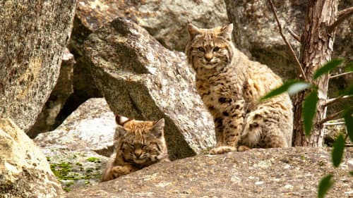 Wild Little Cats Bild 2