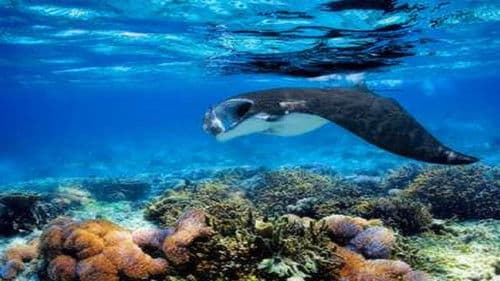 D'Arros, le paradis des Seychelles Bild 1