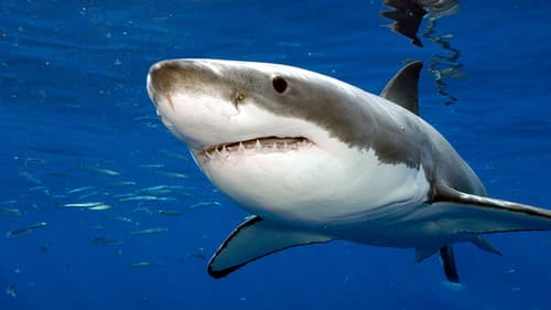 Attaques de Requins à La Réunion : L'enquête Bild 1