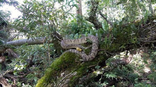 The Unknown Snake of Bolivia Bild 2