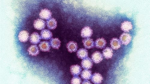 Winter Viruses and How to Beat Them Bild 1