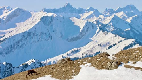 Winter am Alpenrand Bild 4