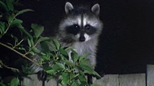 Wild in the City Bild 1