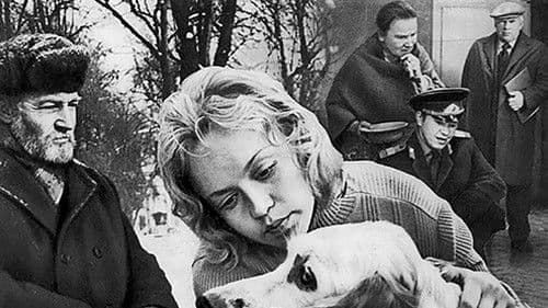 Weißer Bim, schwarzes Ohr Bild 3