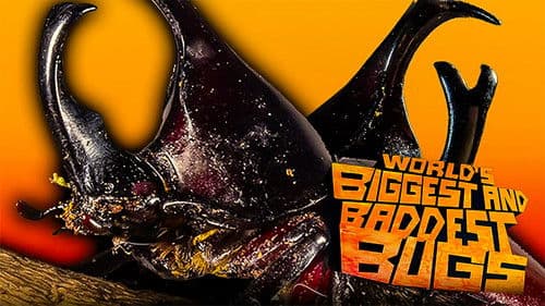 The World's Biggest and Baddest Bugs Bild 2