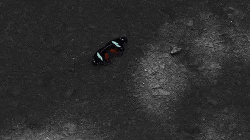 Ontem Lembrei de Minha Mãe Bild 2