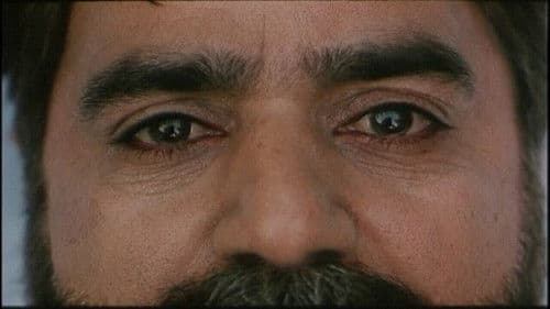 بید مجنون Bild 2