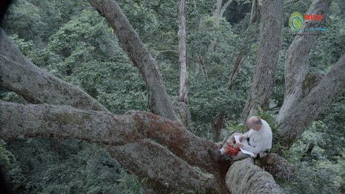 Botanist Francis Hallé Explains... Bild 8