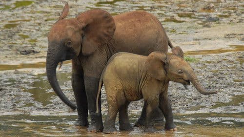 Silent Forests Bild 8