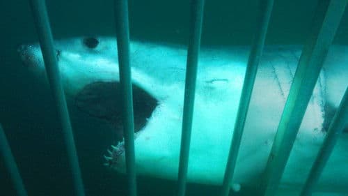 Haie: Meister der Tarnung? Bild 7