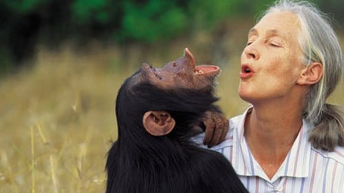 Jane Goodall: Saving Paradise Bild 2