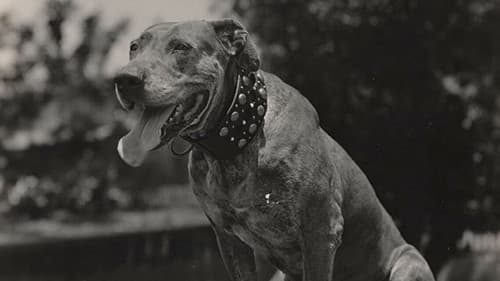 A Dog Catcher's Love Bild 1