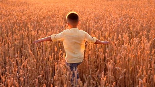 The Honey Bee Bild 1