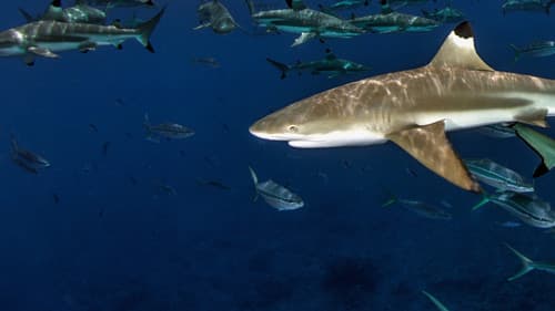 Die Verschollenen Inseln Bild 4