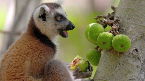 Biodiversité : les sanctuaires de l'espoir Bild 1