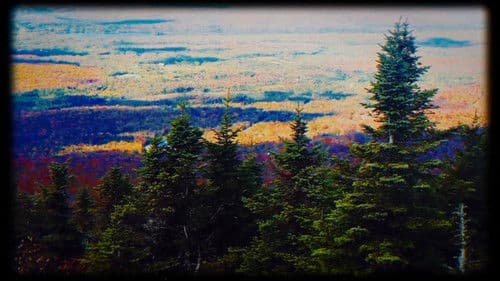 Bigfoot's Bride Bild 2