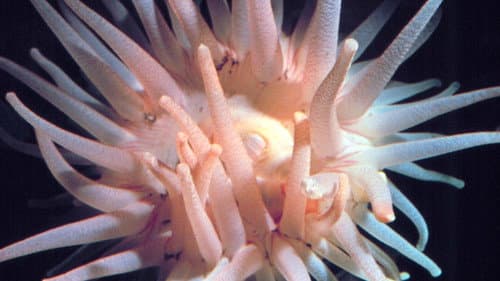 The Intertidal Zone Bild 1