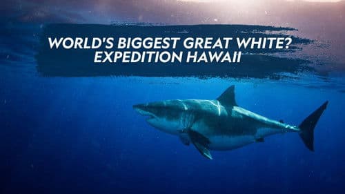 Der größte Weiße Hai? – Expedition Hawaii Bild 3