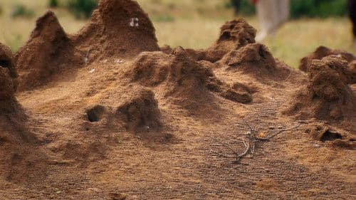 Termites: The Inner Sanctum Bild 3