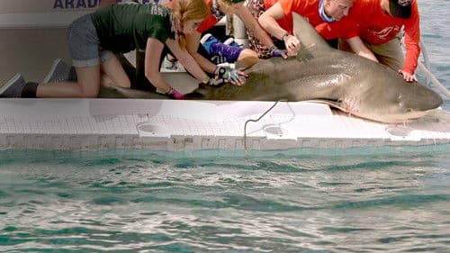 Hammerhaie Hautnah Bild 4