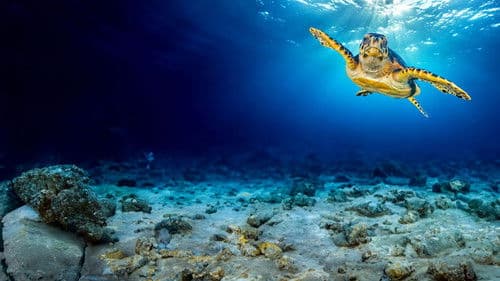 Unsere Erde III Bild 4