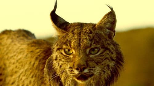 Wildkatzen und Wildhunde Bild 1