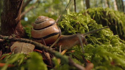 Éloge des animaux lents Bild 1