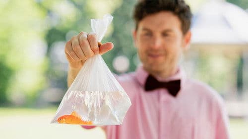 The Friendship of Fish Bild 1