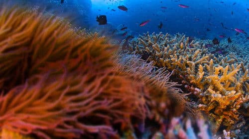 Pristine Seas Project: Zum Schutz der Meere Bild 3