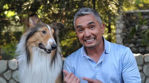 Der Hundeflüsterer Bild 3