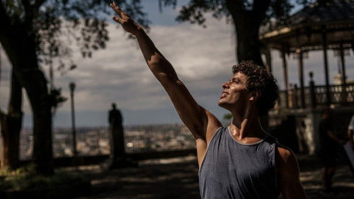 Um Lobo entre os Cisnes Bild 1