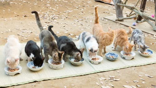 ねこあつめの家 Bild 1