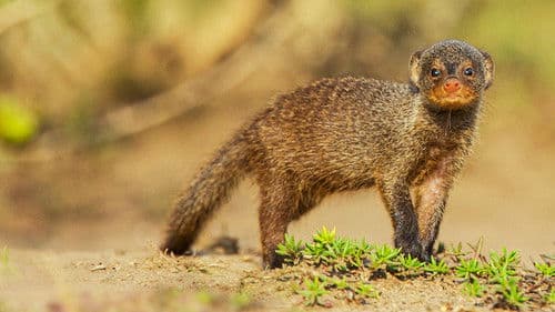 Raubtiere hautnah Bild 4