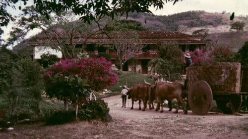 Carro de Bois Bild 3