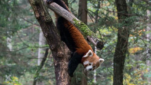 Red Panda: World's Cutest Animal Bild 2