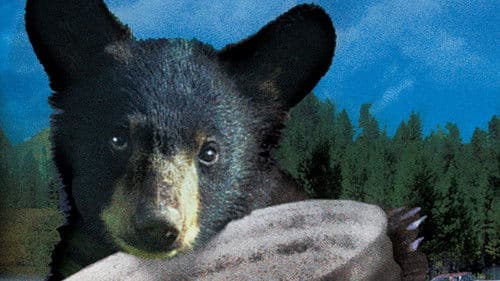 Yellowstone Cubs Bild 6