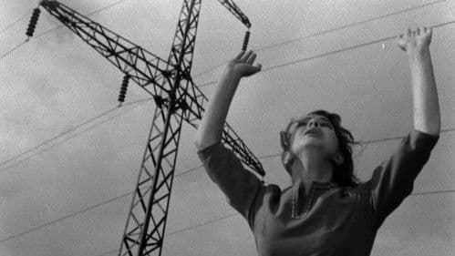 Die Steinblume Bild 3