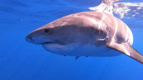 Sharks of Hawaii Bild 1