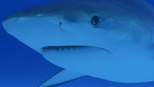 Bullenhaie auf Angriff Bild 2