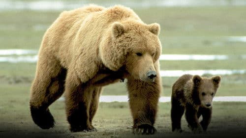 Grizzly Man Bild 7