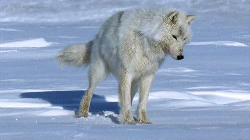 Der weiße Planet Bild 1