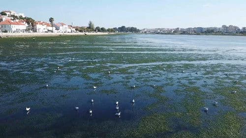 Mar Urbano Lisboa Bild 2